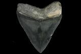 Serrated, Fossil Megalodon Tooth - Sharp Tip #84152-2